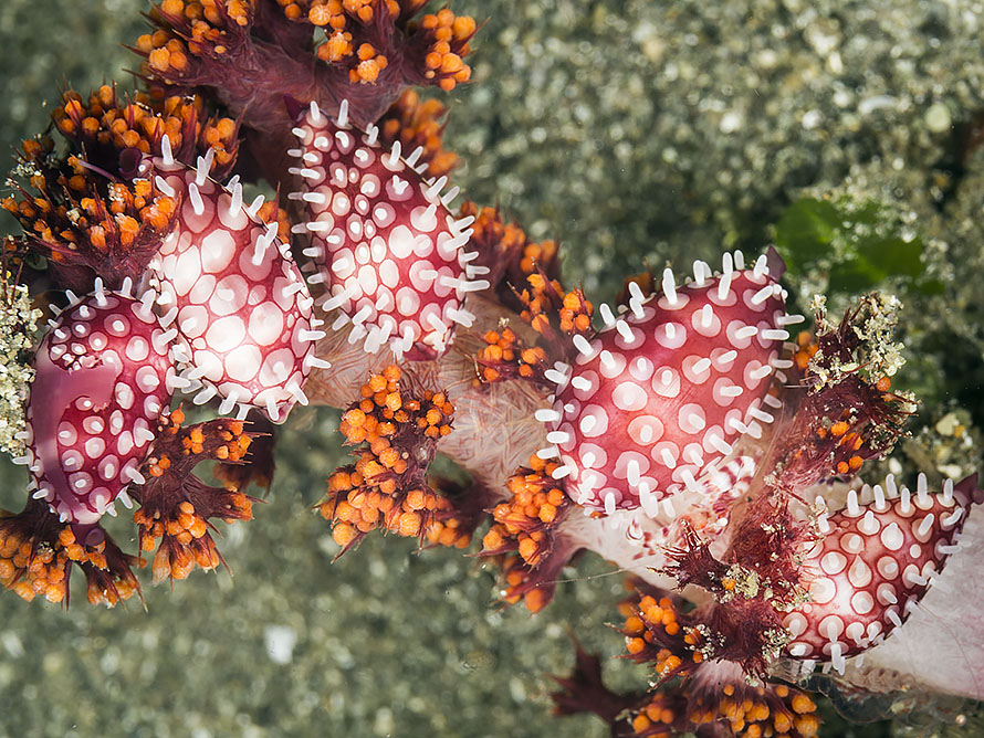Prionovolva brevis